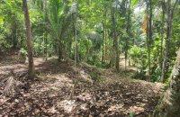 Coconut Estate For Sale In Imbulgoda