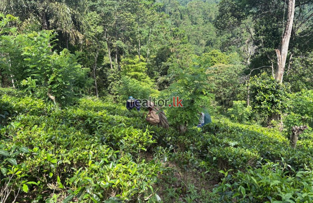 Fertile Estate For Sale Bulathkohupitiya Kegalle