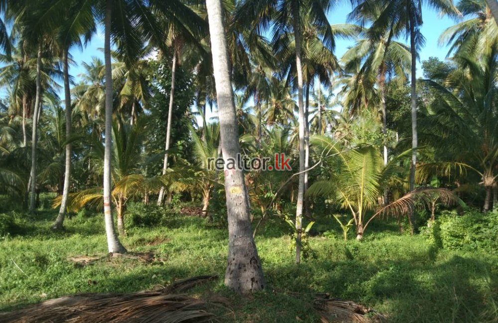 Coconut Estate For Sale At Madagalla Ibbagamuwa