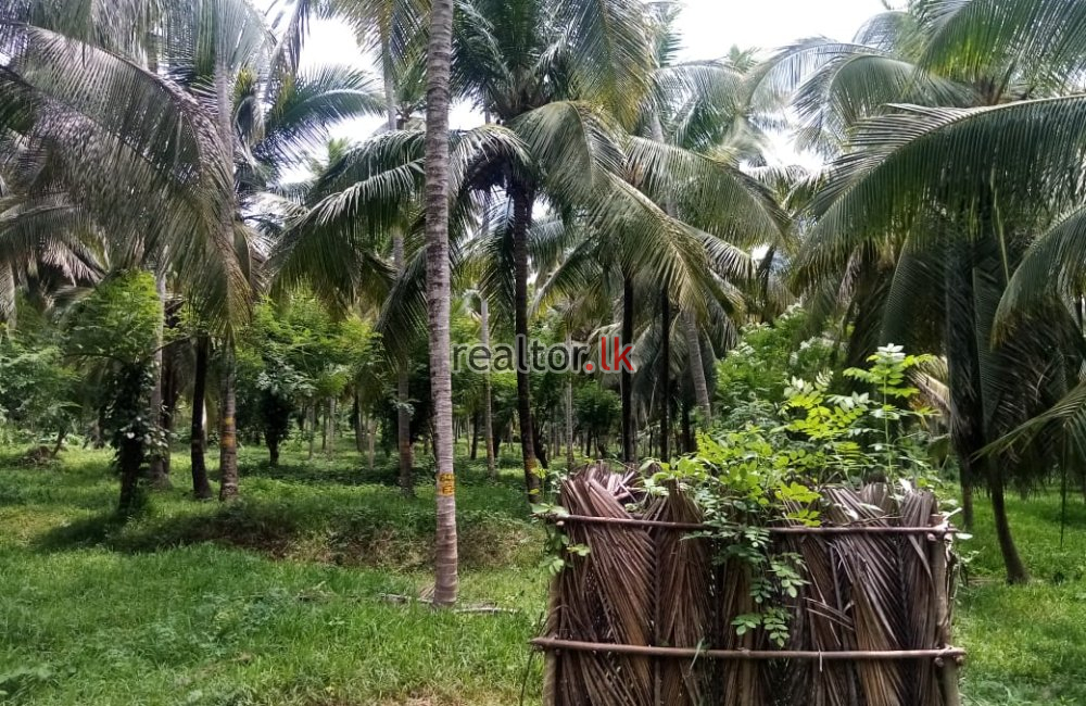 Coconut Estate For Sale At Melsiripura