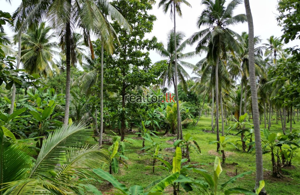 Coconut Estate For Sale At Wellawa Kurunegala