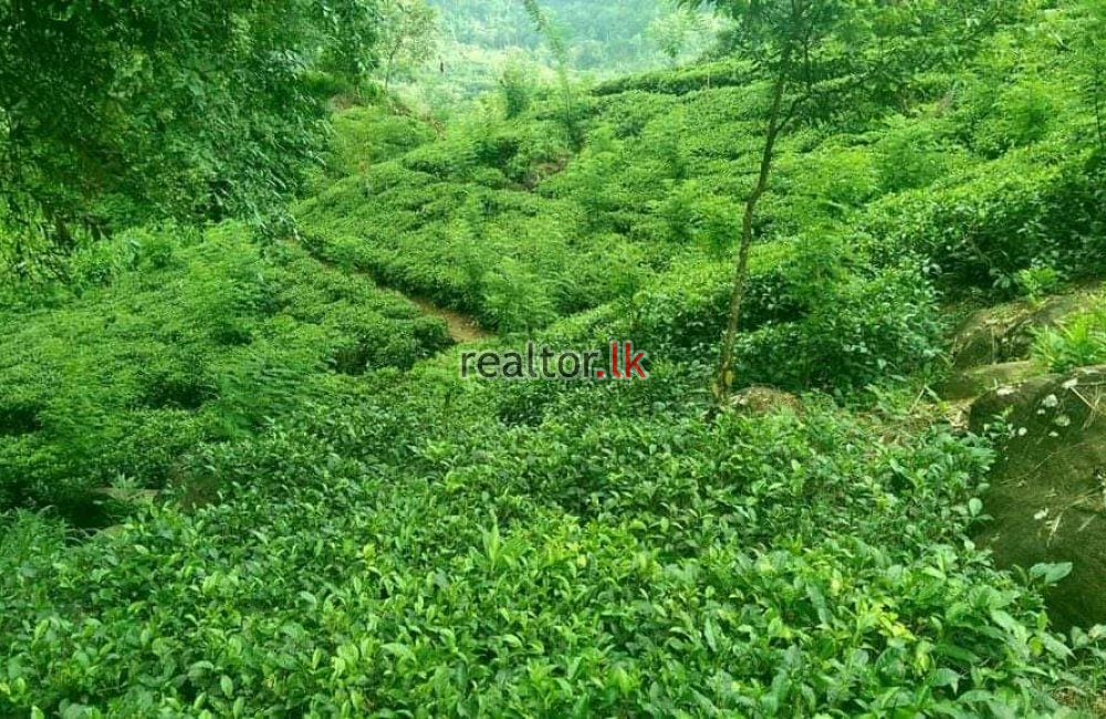 Tea Estate At Wadikumbura Rd