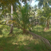 Coconut Estate For Sale At Puttalam