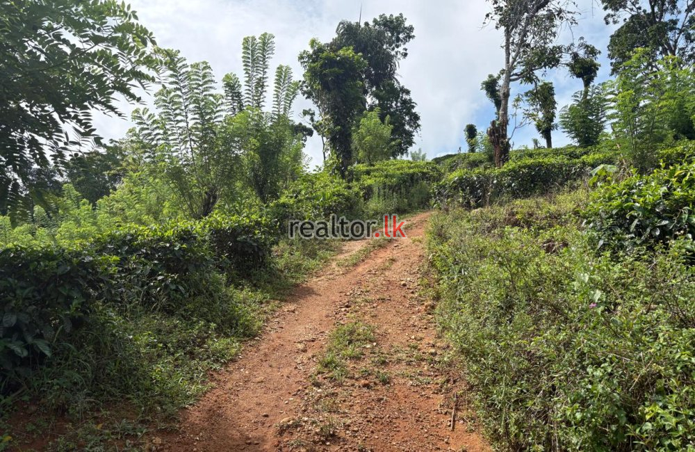 Fertile Estate For Sale Bulathkohupitiya Kegalle
