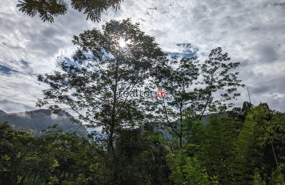 Tea Estate For Sale In Hiniduma Galle