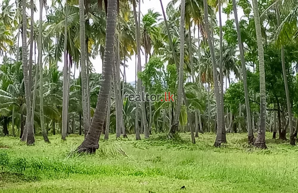 Coconut Estate In Kurunegala