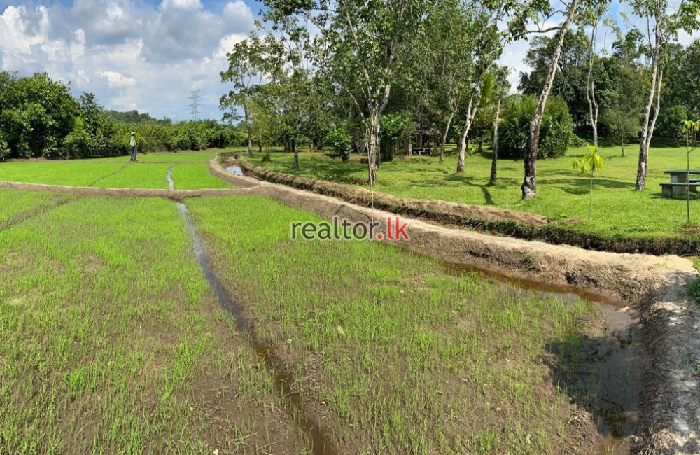 Paddy Land For Sale In Horana