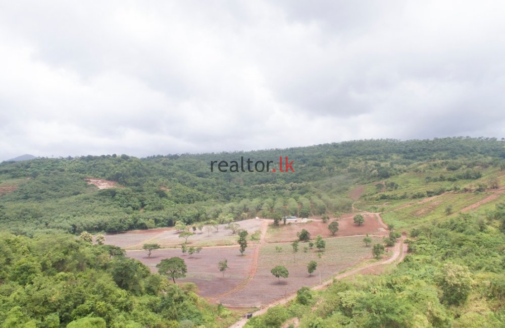 Madawala Ulpotha Estate For Sale