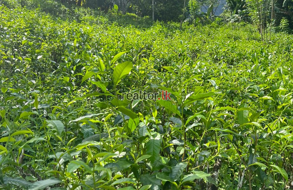 Tea Estate For Sale At Kithulgala