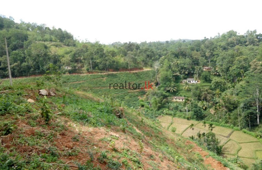 Tea Estate For Sale At Deniyaya