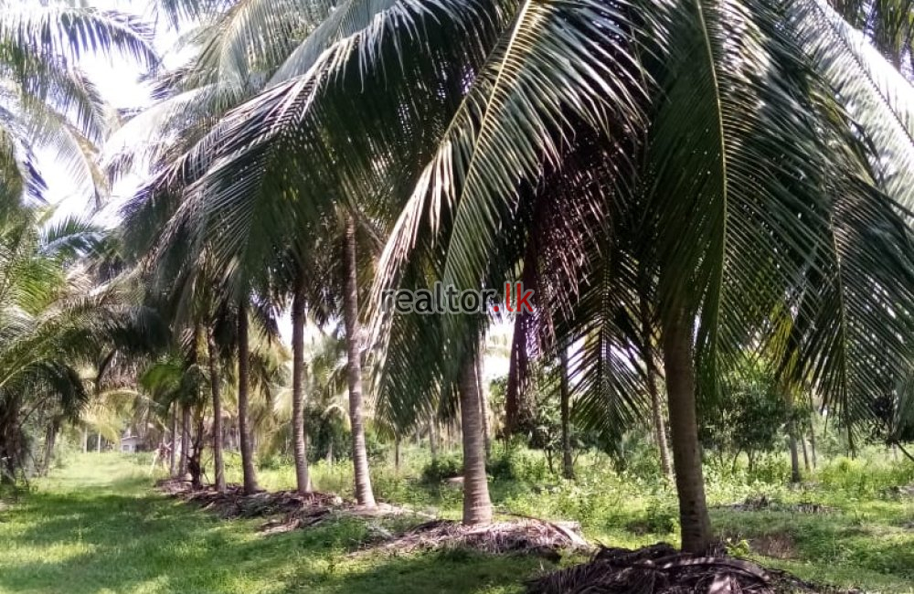 Coconut Estate For Sale At Melsiripura