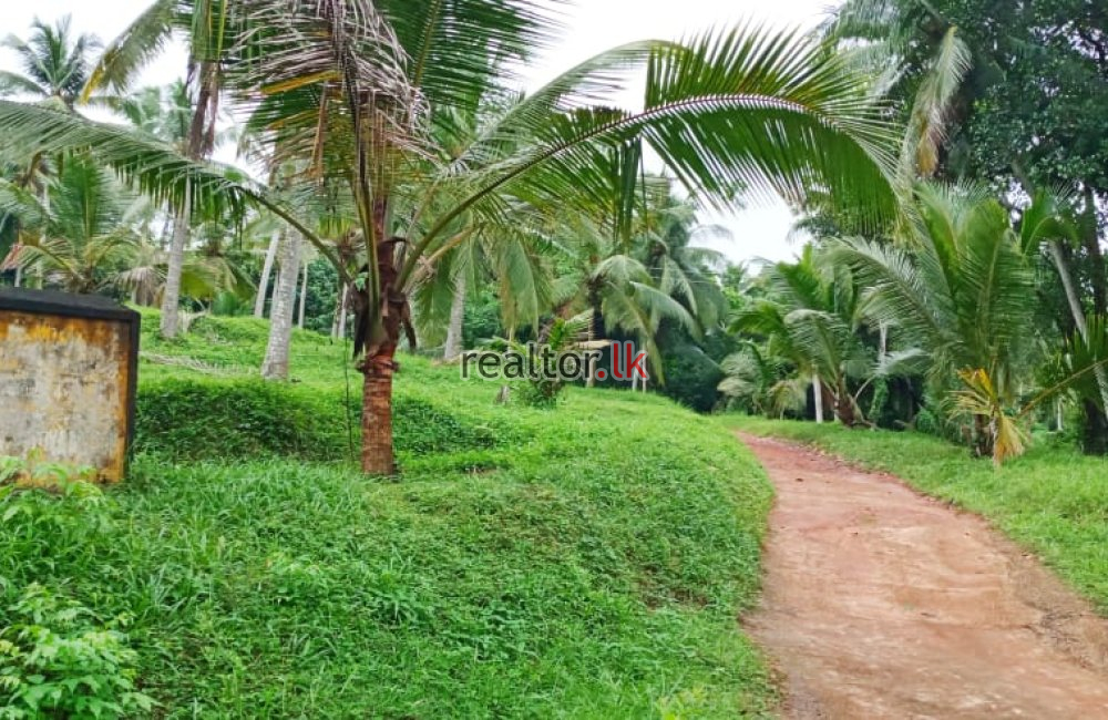 Coconut Estate For Sale At Pasyala