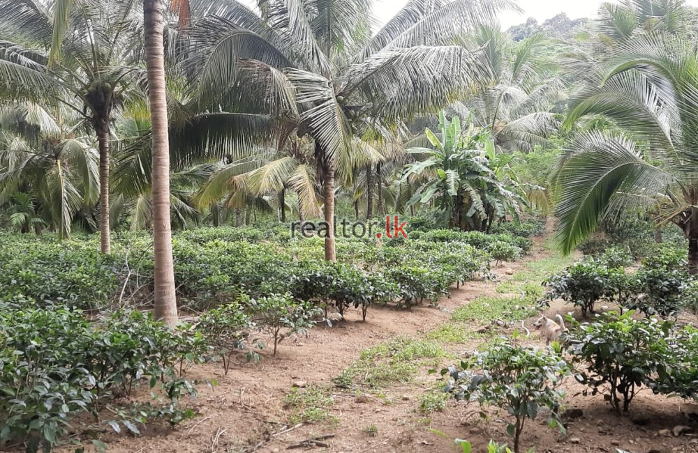 Mixed Estate For Sale In Kaltota Rd Balangoda
