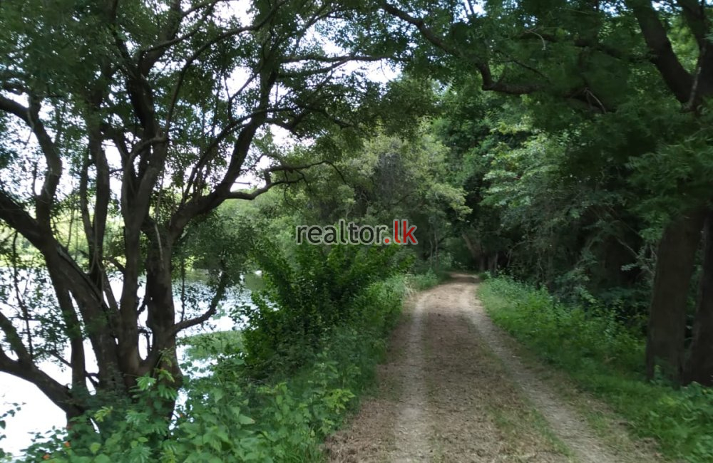 Paddy Land For Sale In Ranamukgama