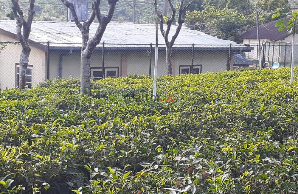 Teldeniya Tea Estate For Sale