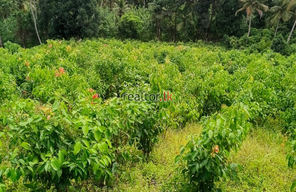 Land For Sale At Ahangama Galle