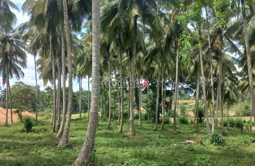 Coconut Estate For Sale At Colombo Rd Kurunegala