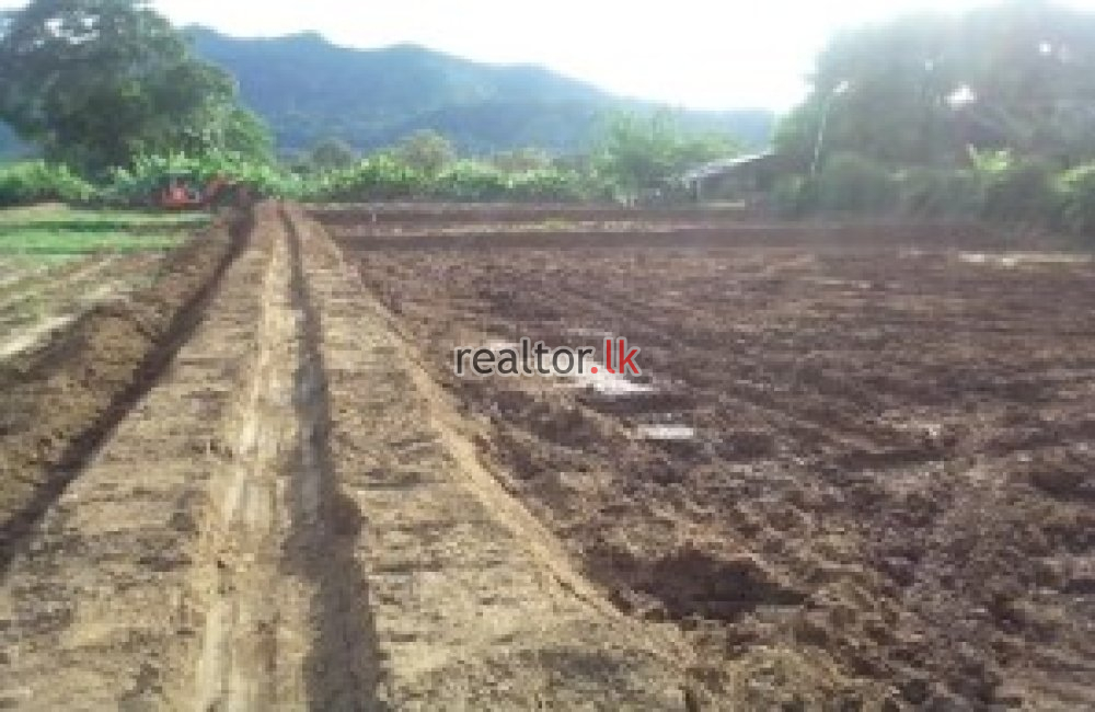 Prime Mixed Plant Estate For Sale In Mahiyangana