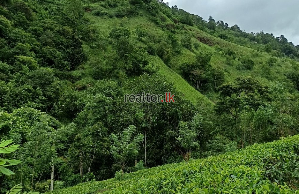 Tea Estate For Sale At Udapalatha Kandy