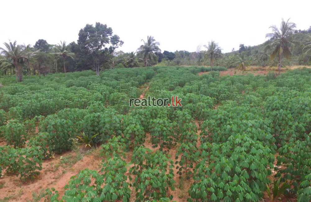 Agriculture Land For Sale At Embilipitiya