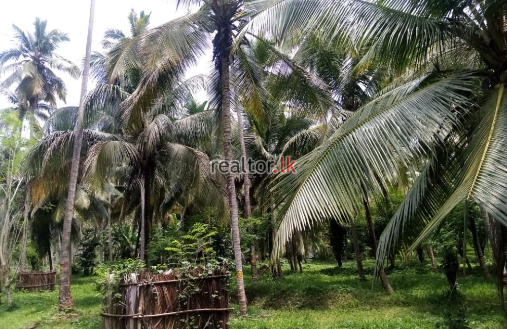 Coconut Estate For Sale At Melsiripura