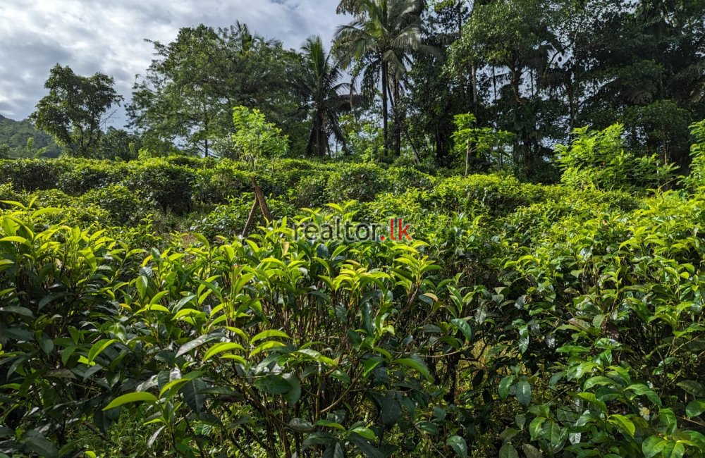 Tea Estate For Sale In Hiniduma Galle