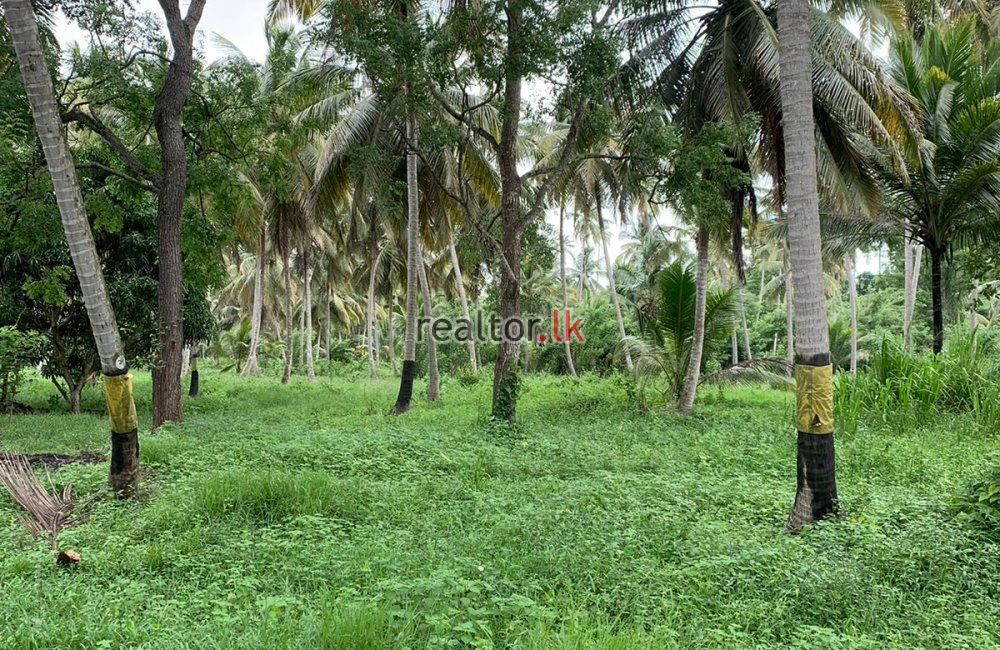 Coconut Estate For Sale In Wariyapola Kurunegala