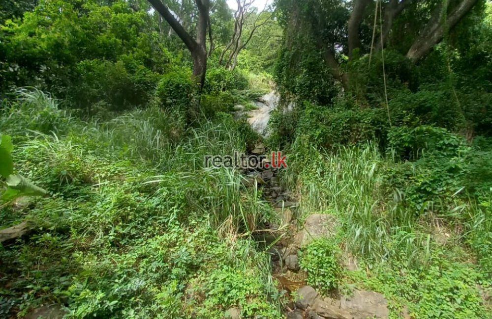 Coconut Estate For Sale At Dodangaslanda