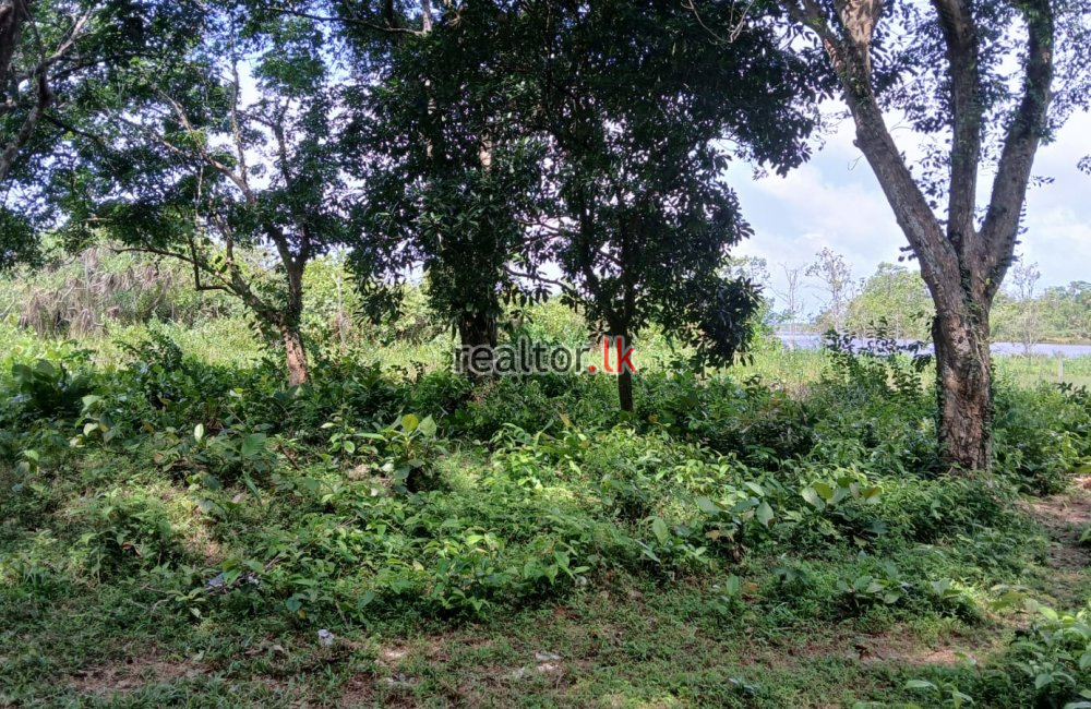 Lakefront Land For Sale In Mahabellana Panadura