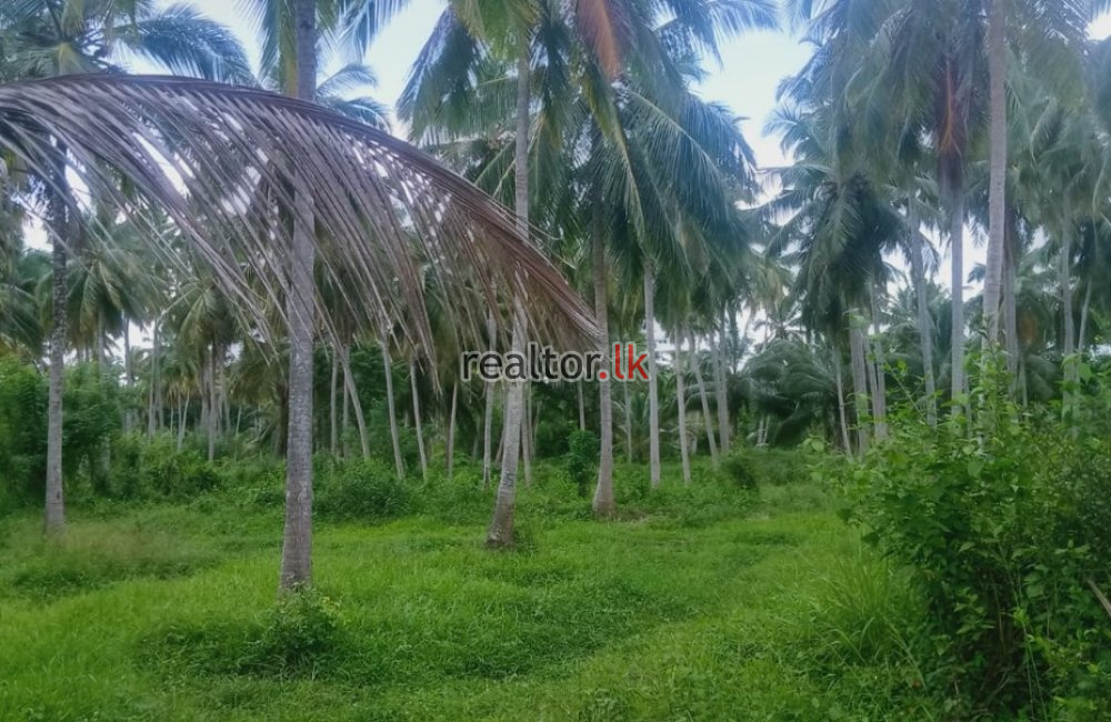 Coconut Estate For Sale At Wellawa