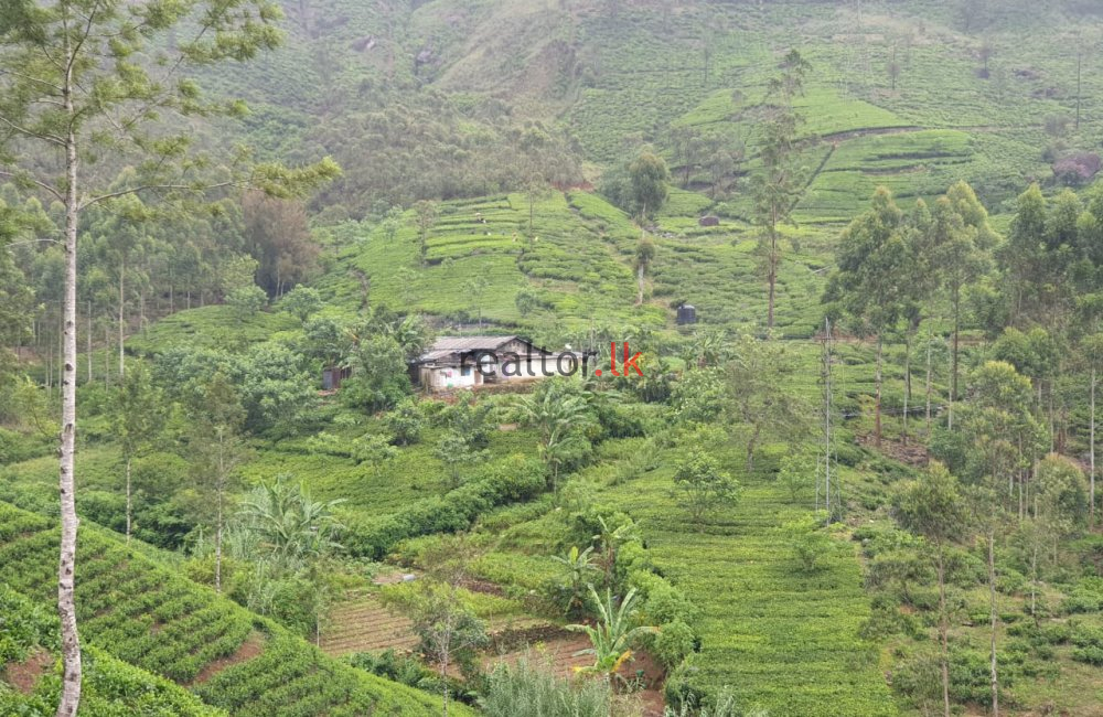 Dayagama  Tea Estate For Sale