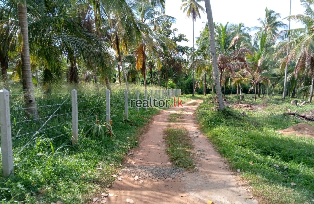 Coconut Estate For Sale At Kurunegala