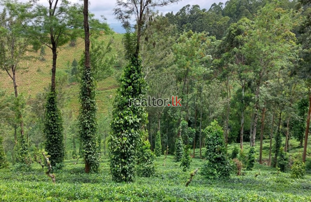 Tea Estate At Galaha