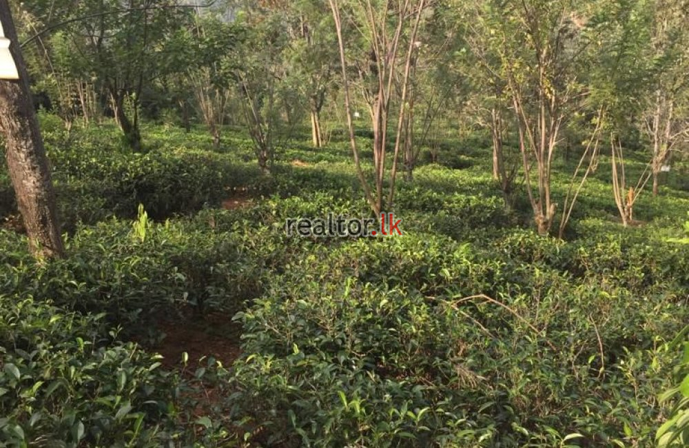 Tea Estate For Sale At Hewaheta