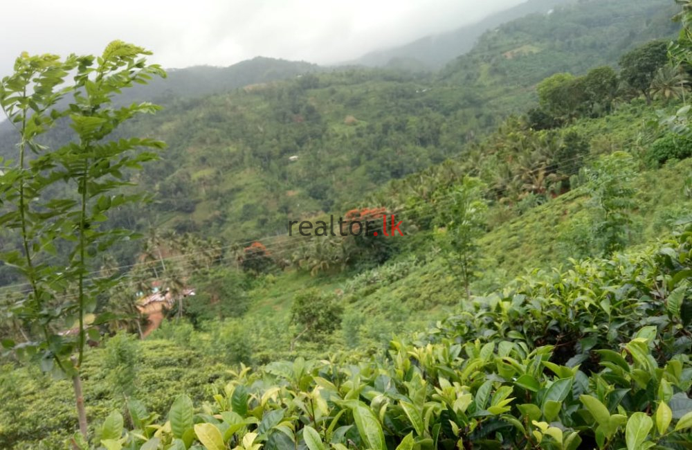 Tea Estate For Sale At Deniyaya