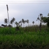 Land At  Makandura