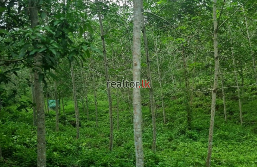 For Sale A Rubber Estate At Horana