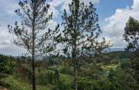 Scenic Mountain View Land For Sale In Kithal Ella