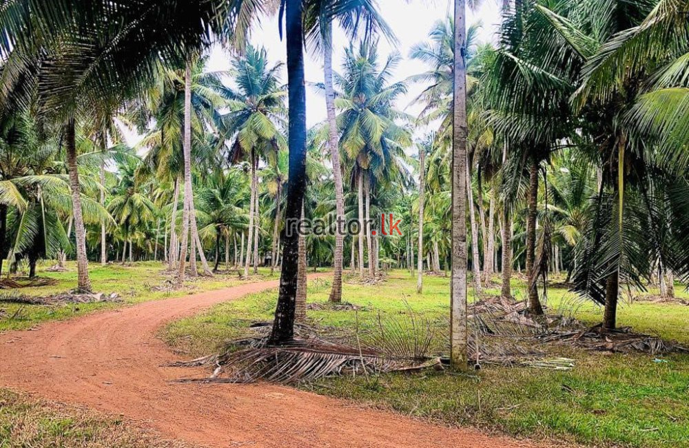 Coconut Estate For Sale In Mugunuwatawana