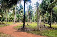 Coconut Estate For Sale In Mugunuwatawana