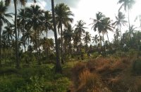 Coconut Estate For Sale At Madagalla Ibbagamuwa