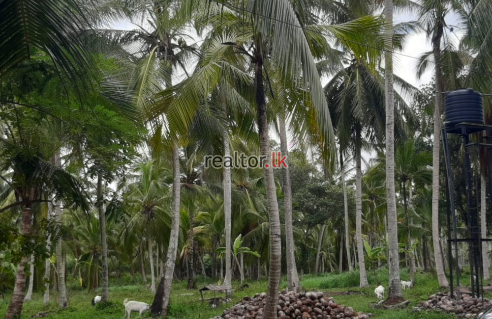 Coconut Estate For Sale At Kuliyapitiya