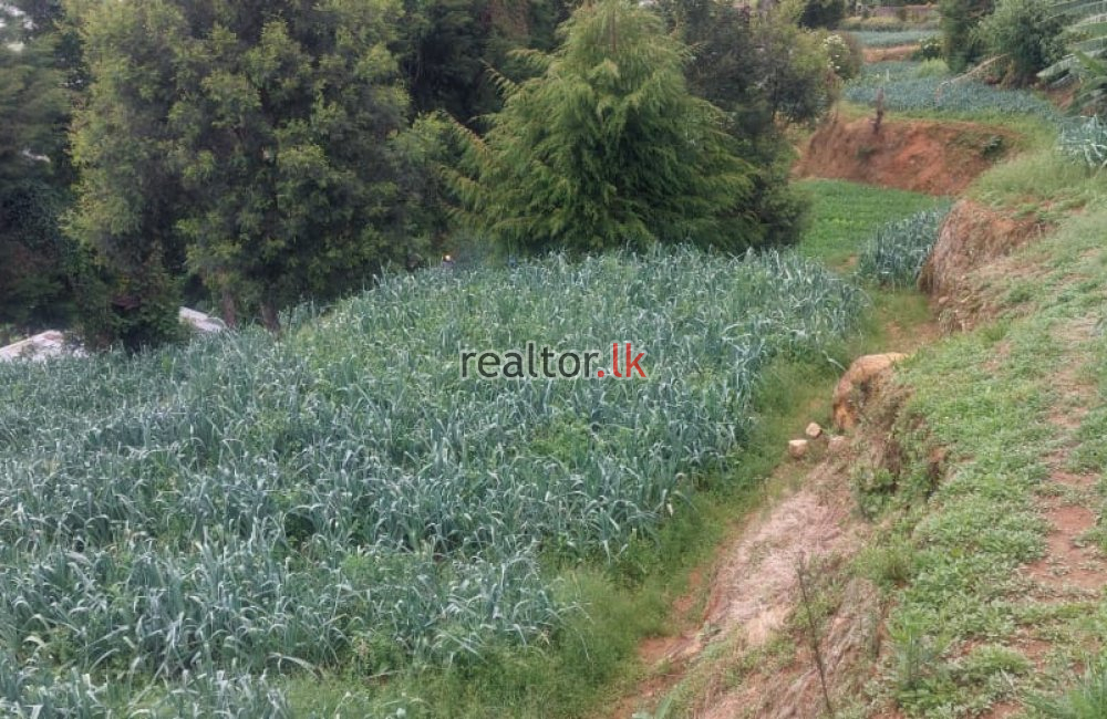 Cultivated Land For Sale In Nuwara Eliya
