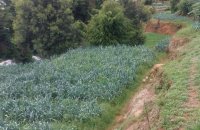 Cultivated Land For Sale In Nuwara Eliya