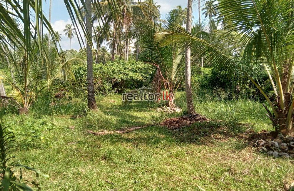 Coconut Estate For Sale At Kurunegala