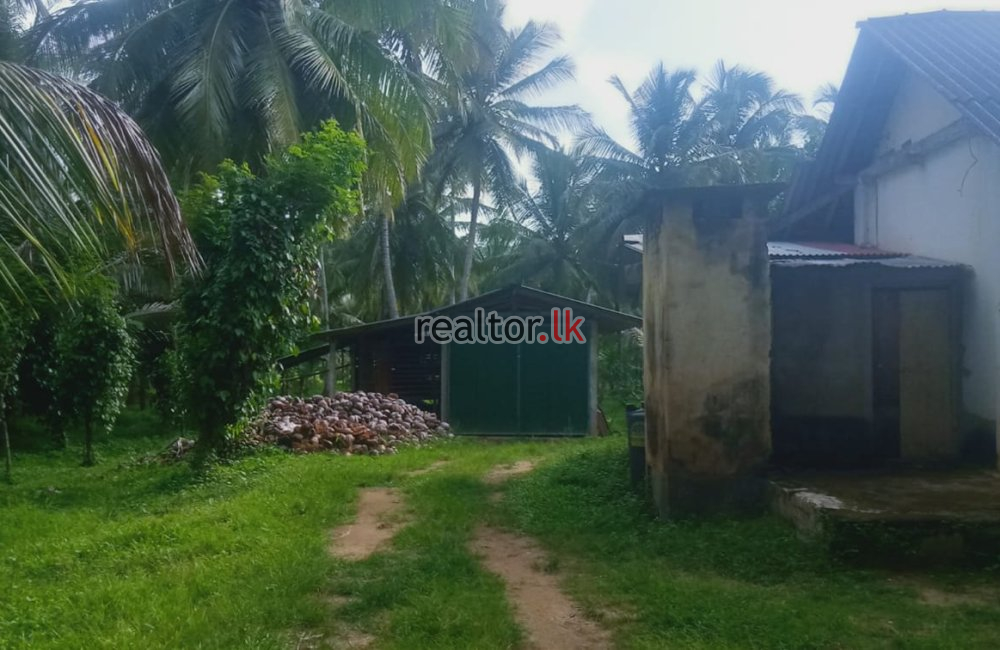 Coconut Estate In Kurunegala For Sale