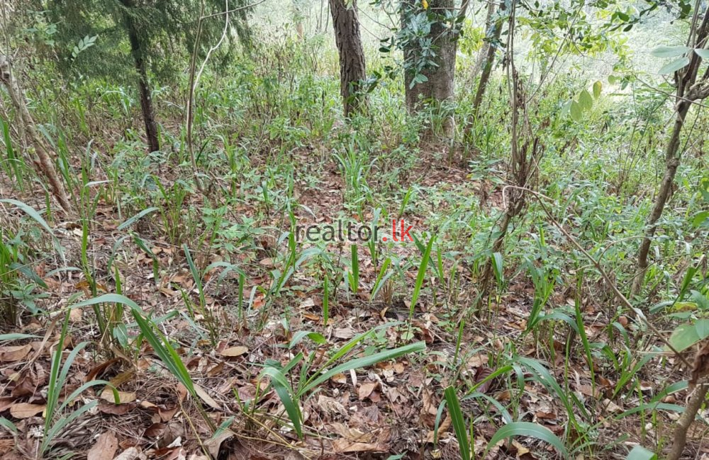 Tea Estate For Sale At Galaha