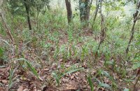 Tea Estate For Sale At Galaha