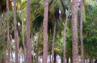 Mundalama Coconut Land For Sale