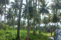 Coconut Estate For Sale At Colombo Rd Kurunegala